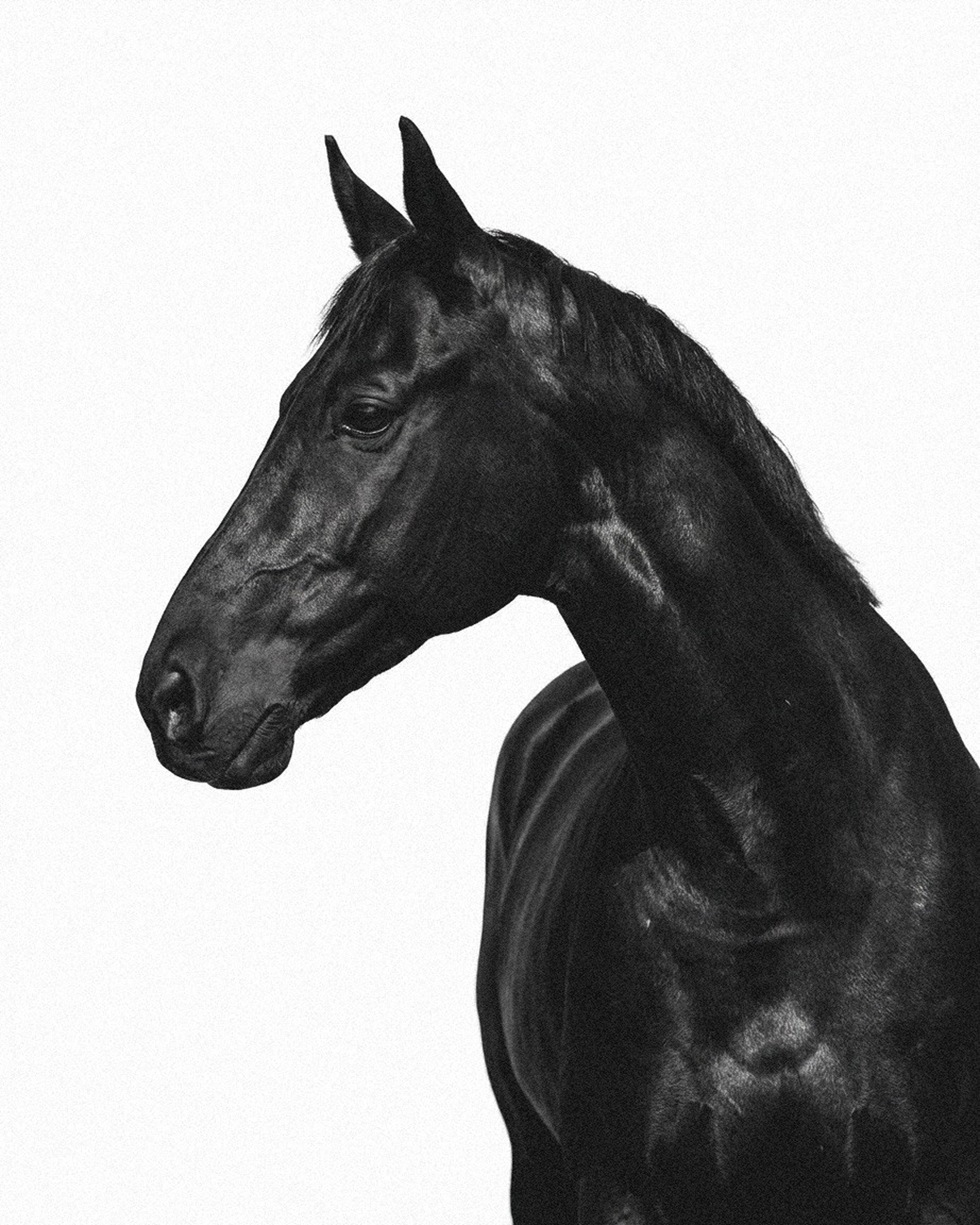 Horse portrait