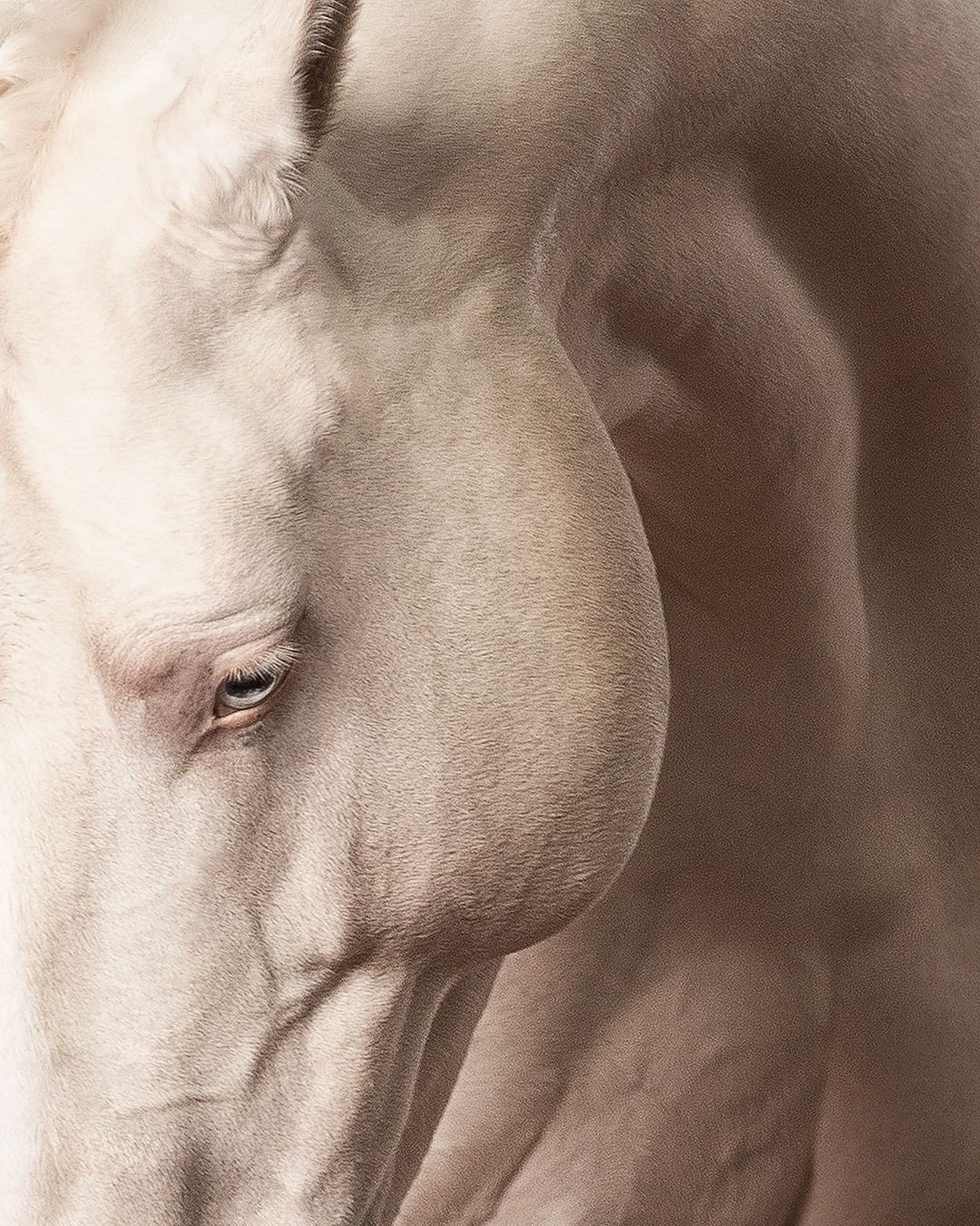 Horse close-up